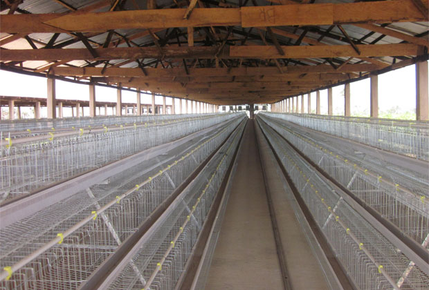 Cage Installation Innovative Poultry Cage Designs from FAMtech Manufacturer & Supplier